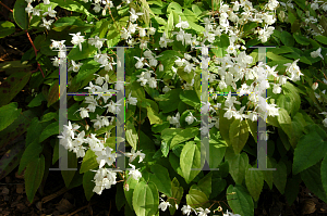 Picture of Epimedium x youngianum 'Niveum'