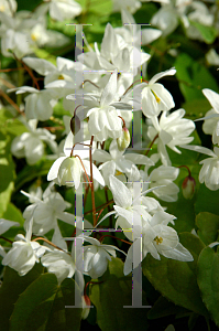 Picture of Epimedium x youngianum 'Niveum'