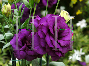 Picture of Eustoma grandiflorum 'Avila Purple'