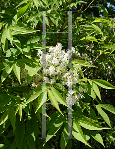 Picture of Fraxinus quadrangulata 