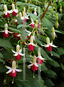 Picture of Fuchsia  'Mrs. Marshall'