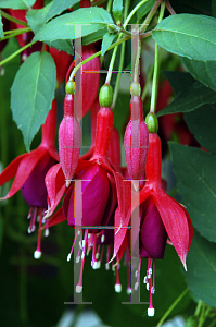 Picture of Fuchsia x 'Lord Beaconsfield'