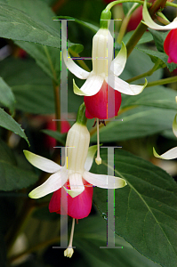 Picture of Fuchsia  'Mrs. Marshall'