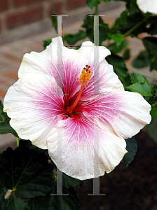 Picture of Hibiscus rosa-sinensis 'Candy Striper'