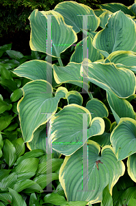 Picture of Hosta fluctuans 'Sagae'