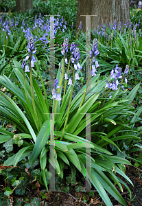 Picture of Hyacinthoides hispanica 