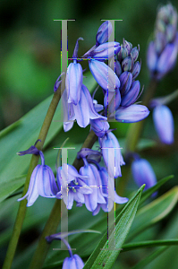 Picture of Hyacinthoides hispanica 