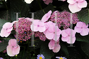 Picture of Hydrangea macrophylla 'Tokyo Delight'