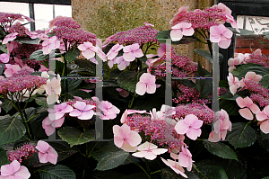 Picture of Hydrangea macrophylla 'Tokyo Delight'