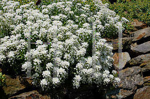 Picture of Iberis sempervirens 