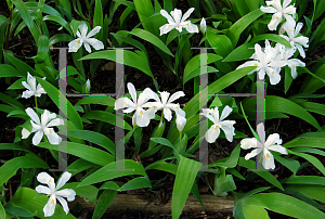 Picture of Iris cristata 'Alba'