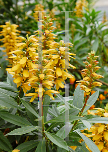 Picture of Isoplexis canariensis 