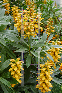 Picture of Isoplexis canariensis 