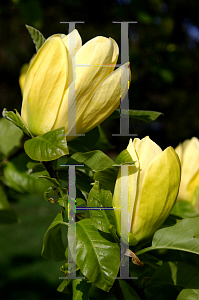 Picture of Magnolia x 'Yellow Bird'