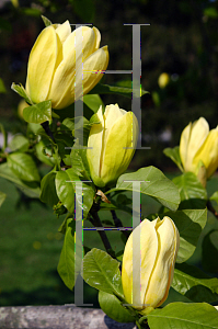 Picture of Magnolia x 'Yellow Bird'