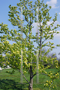 Picture of Magnolia x 'Yellow Bird'