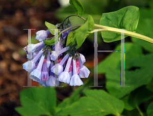 Picture of Mertensia virginica 