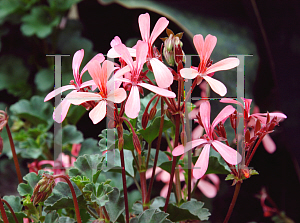 Picture of Pelargonium x hortorum 'Tweedle Dee'