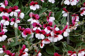 Picture of Pelargonium reniforme 