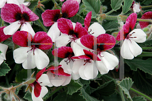 Picture of Pelargonium reniforme 