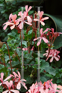 Picture of Pelargonium x hortorum 'Tweedle Dee'