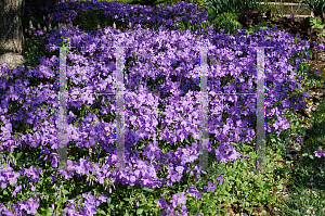 Picture of Phlox divaricata 