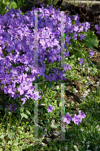 Picture of Phlox divaricata 