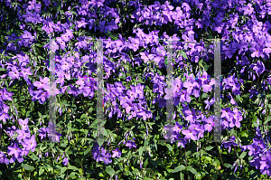 Picture of Phlox divaricata 