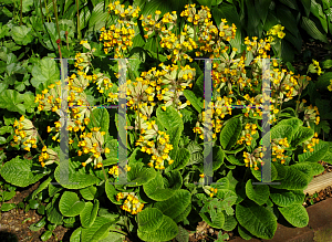 Picture of Primula veris 