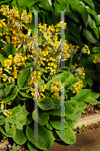 Picture of Primula veris 