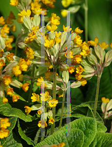 Picture of Primula veris 