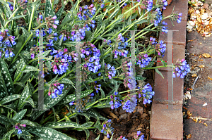 Picture of Pulmonaria longifolia 'Bertram Anderson'