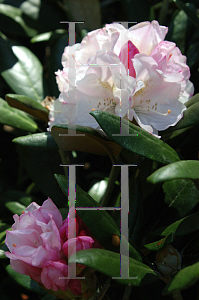 Picture of Rhododendron degronianum ssp. yakushimanum 