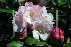 Picture of Rhododendron degronianum ssp. yakushimanum 