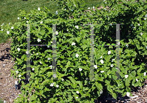 Picture of Rhodotypos scandens 