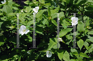 Picture of Rhodotypos scandens 