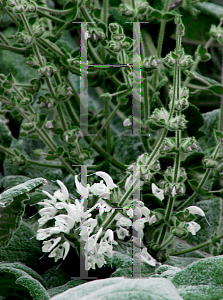 Picture of Salvia argentea 