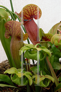 Picture of Sarracenia x catesbaei 