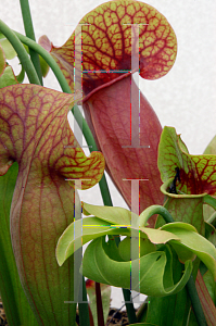 Picture of Sarracenia x catesbaei 