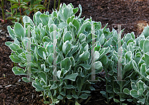 Picture of Hylotelephium erythrostictum 'Frosty Morn'
