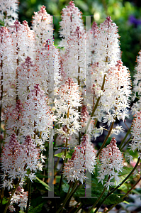 Picture of Tiarella cordifolia 