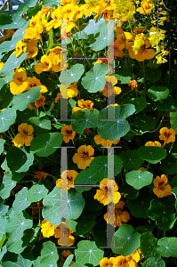 Picture of Tropaeolum majus 