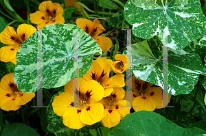 Picture of Tropaeolum majus 