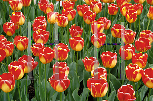 Picture of Tulipa x 