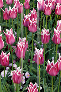 Picture of Tulipa x 