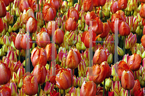 Picture of Tulipa x 