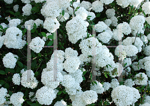 Picture of Viburnum  'Eskimo'