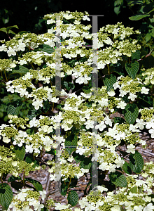 Picture of Viburnum plicatum f. tomentosum 'Shasta'