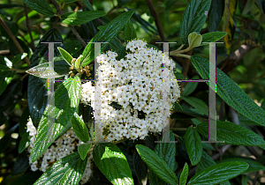 Picture of Viburnum x pragense 'Decker'