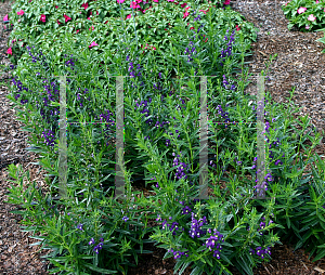 Picture of Angelonia angustifolia 'Carita Purple'